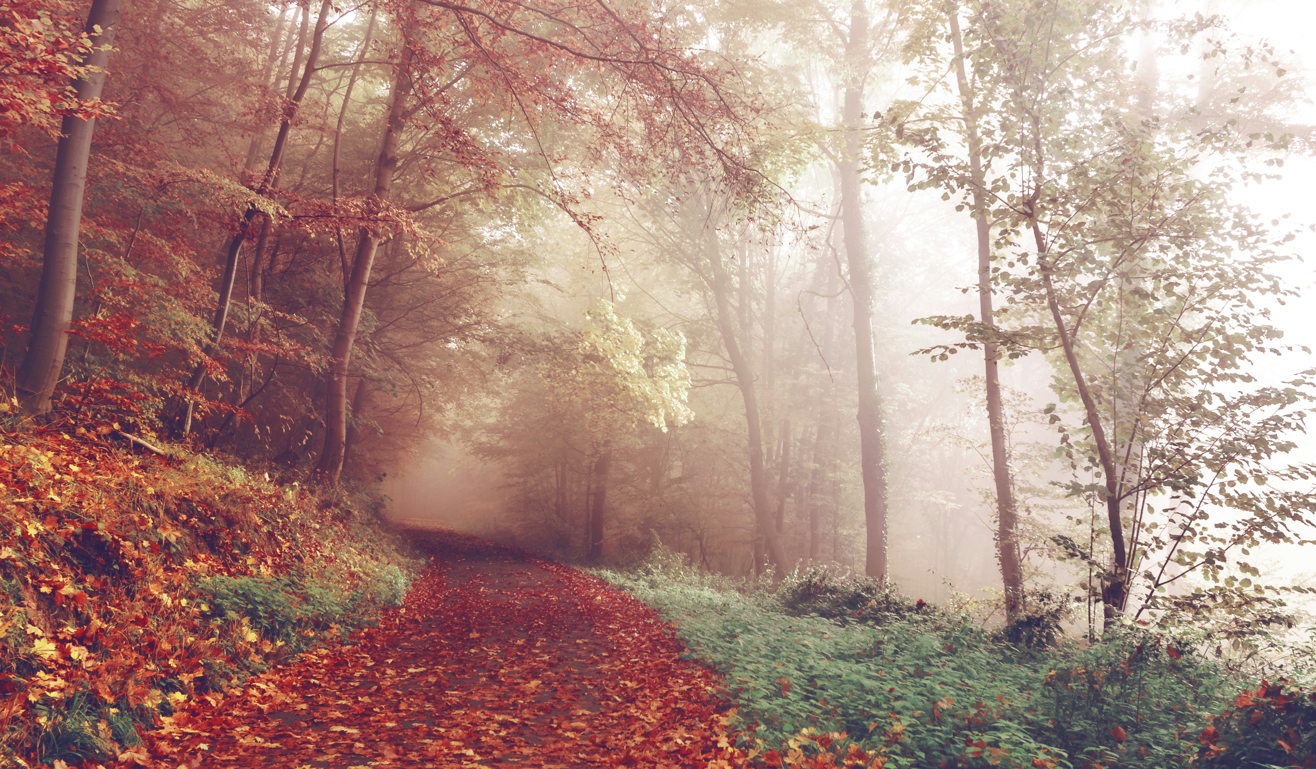 Foresta