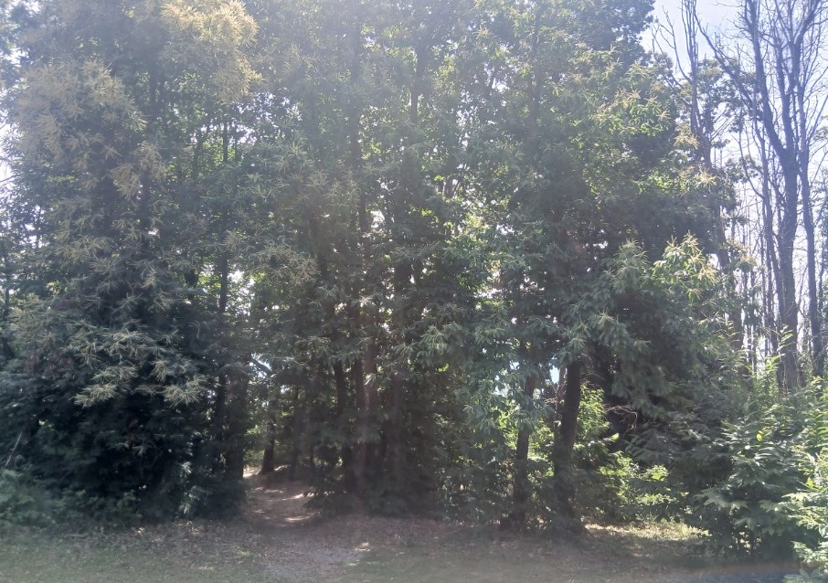 castagneto